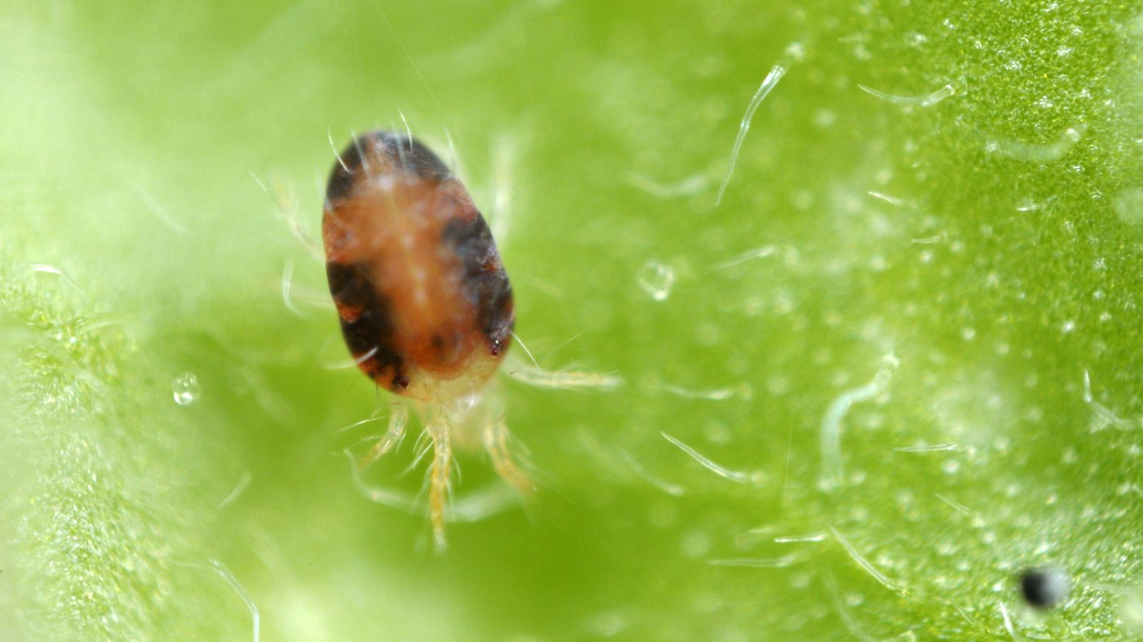 A close-up and macro shot of a small spotted pest, currently attached to a green leaf of a plant
