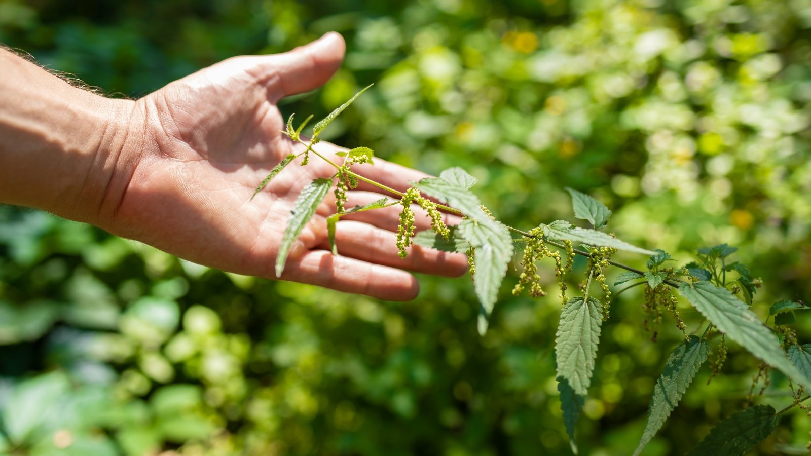 A human hand nears a tall, bristly green stem covered in stinging hairs, with sharply serrated leaves and dangling clusters of tiny greenish flowers.