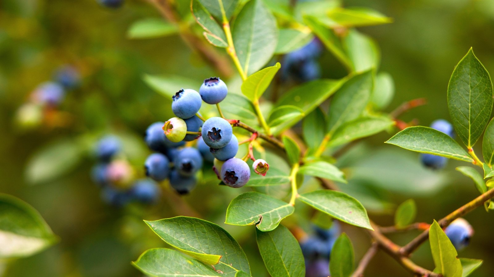 A cluster of small, round, waxy blue-purple fruits with a crown-like top, growing on a branch with green leaves.
