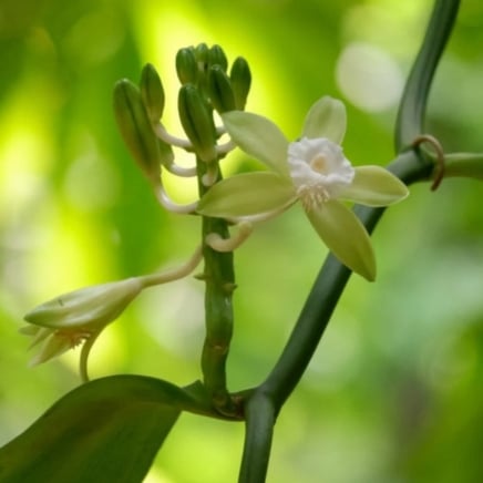 Vanilla Bean Plant