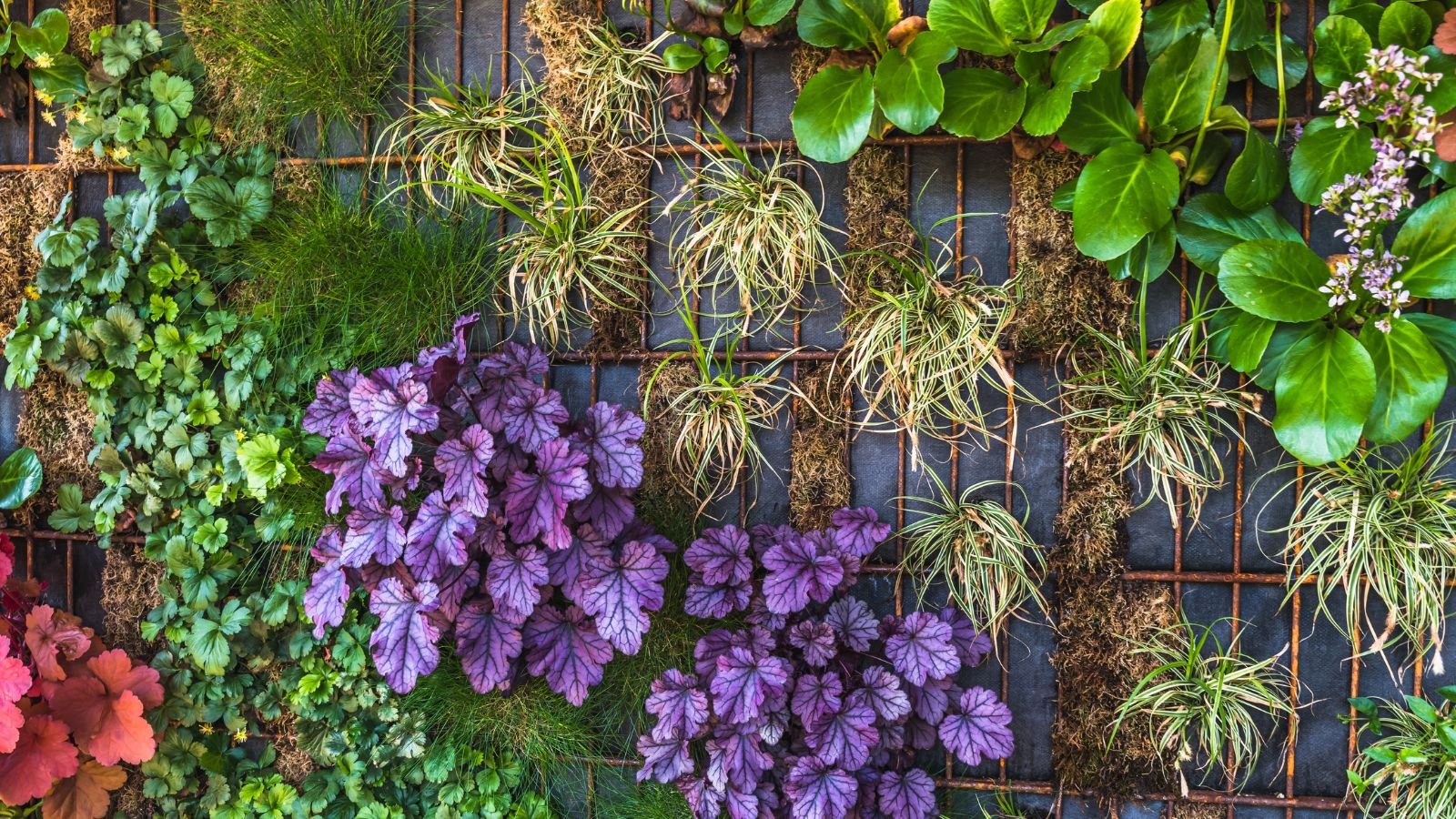 Vertical setup that uses different growing medium, including various plants that ranges from green to bright purple