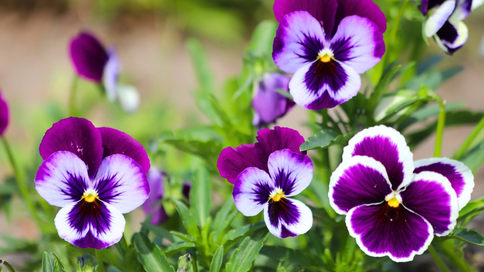 A small blossom with five rounded petals in shades of purple, white, and yellow.