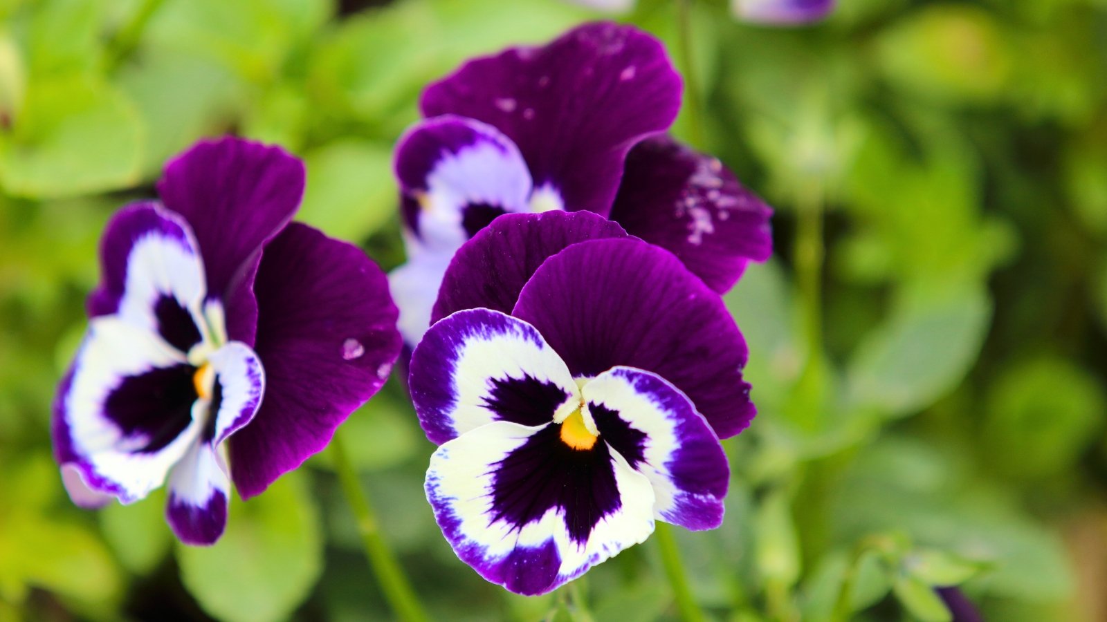 Large, flat flowers with deep purple and white petals, featuring a bright yellow throat and dark, brush-like markings.