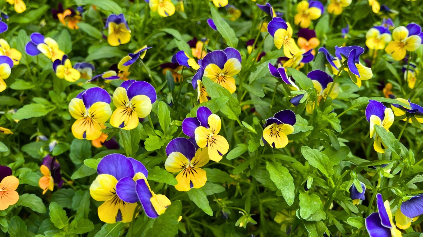 A cluster of small flowers with flat, face-like petals in shades of deep purple, bright yellow, and a mix of both.