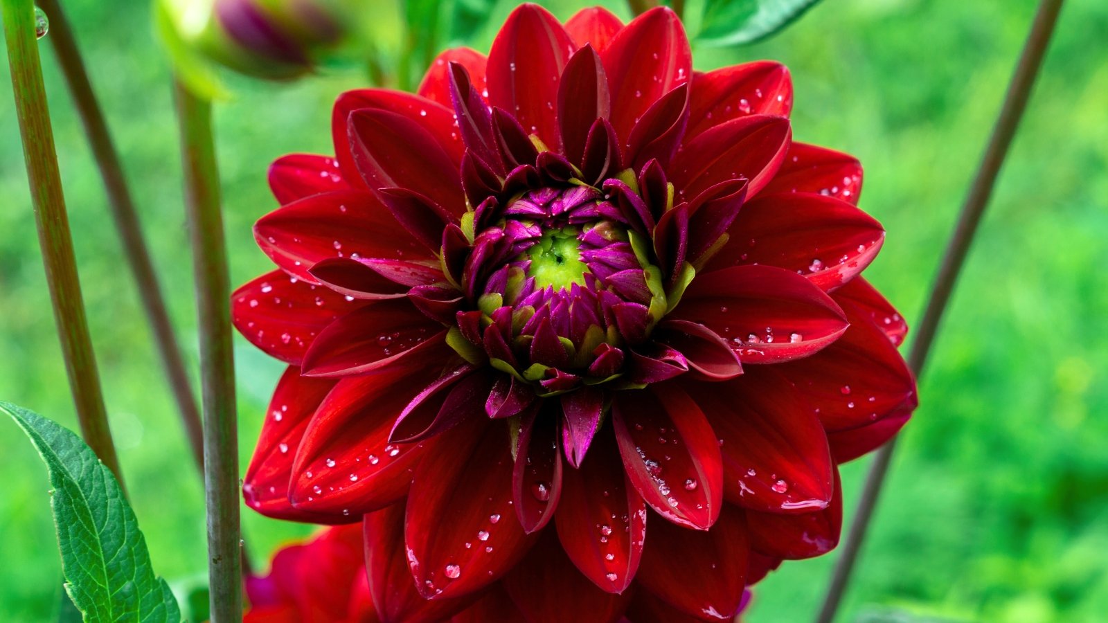 A large burgundy-red flower with layered, velvety petals glistening with water drops.
