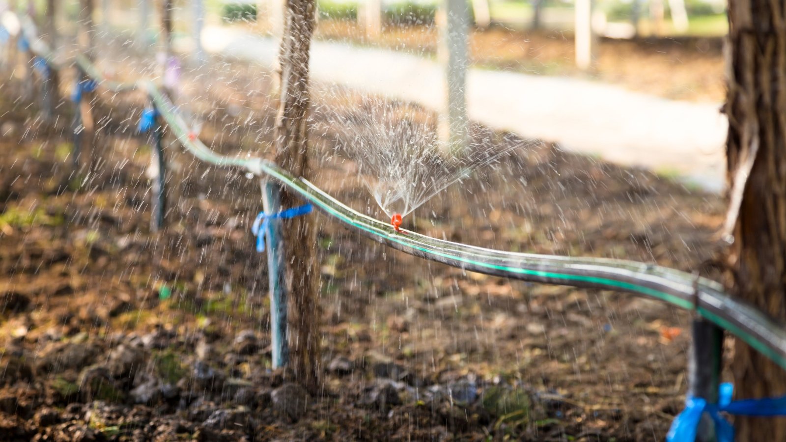 Close-up of water spraying from hoses at the base of grape plants, wetting the soil.