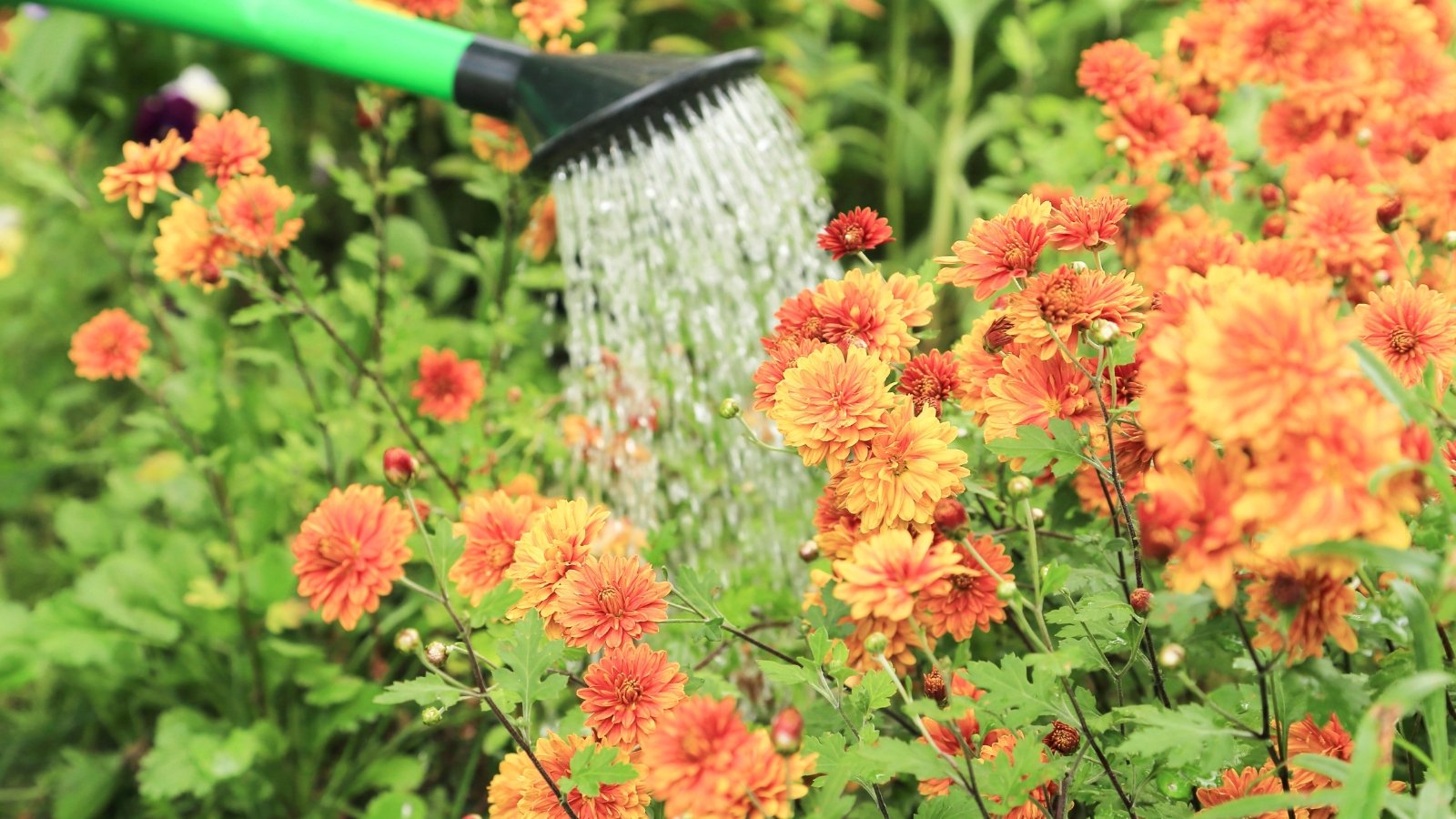 Water pours from a green watering can onto brightly blooming chrysanthemums with dense clusters of fiery orange layered flowers, growing on slender stems with deeply lobed green foliage.