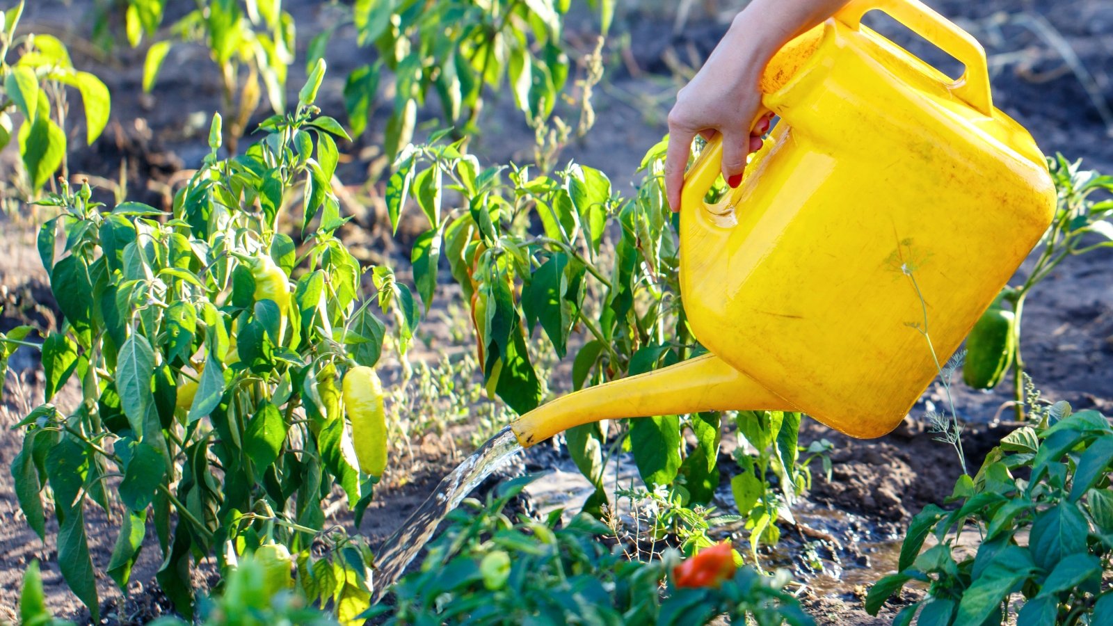 A gardener waters pepper plants with hanging green and reddish fruits among green foliage with slightly browning and yellowing tips.