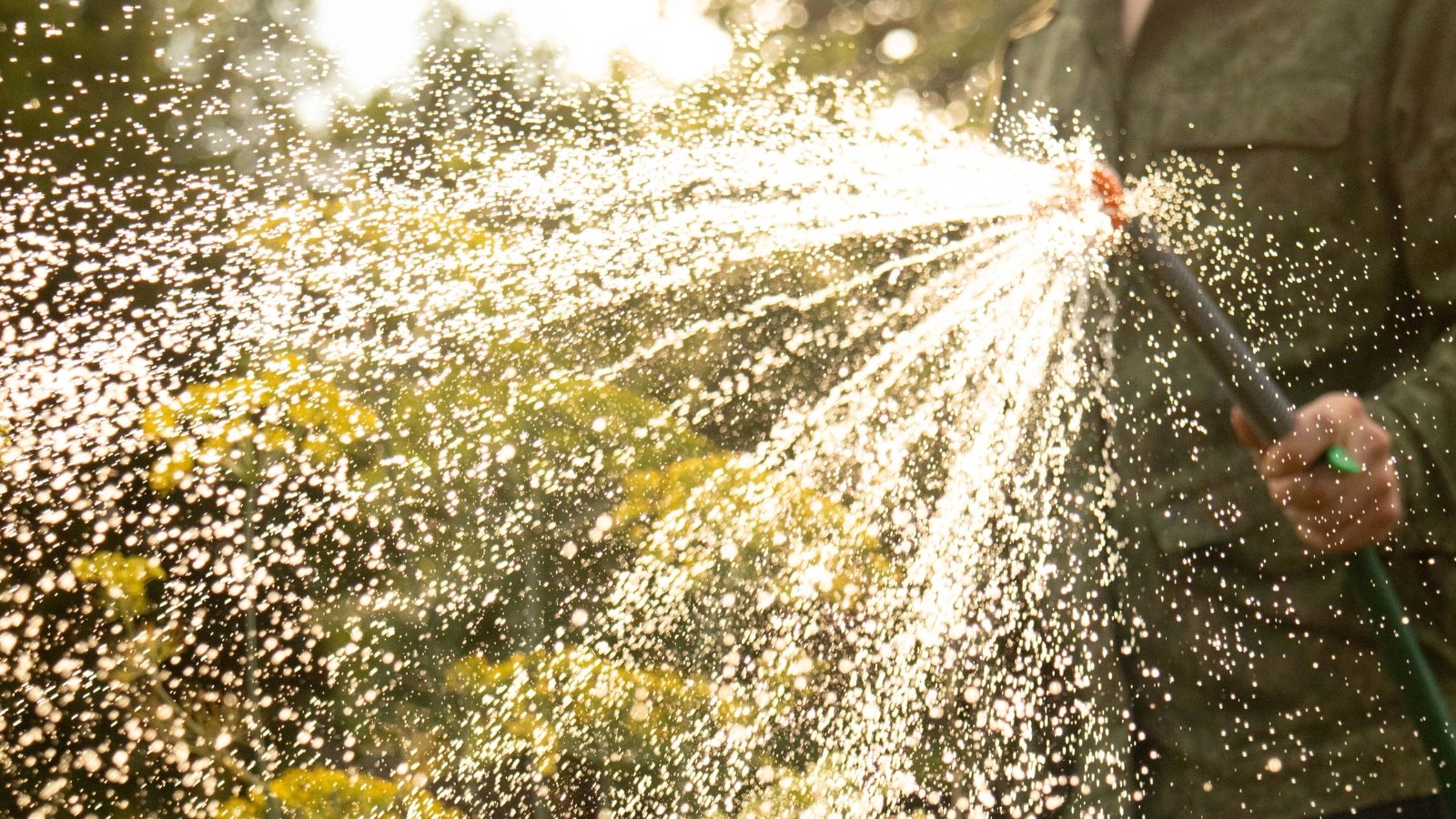 Gardener with a hose waters garden, water jet spraying small droplets in different directions over green plants.