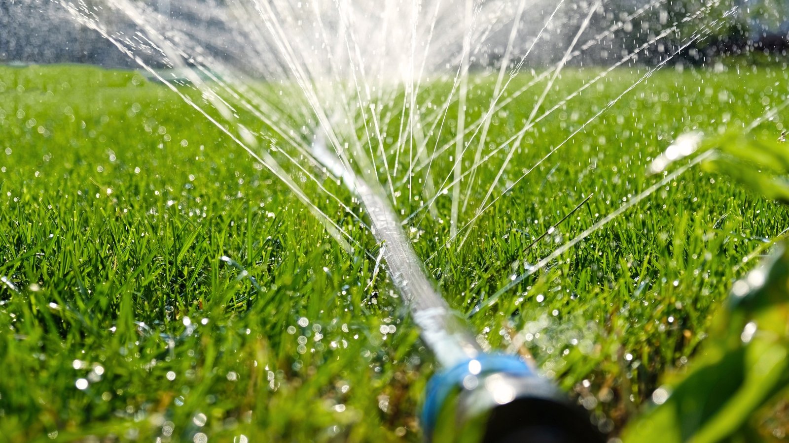 Close-up of water jets and splashes spraying from a hose, soaking the green lawn.