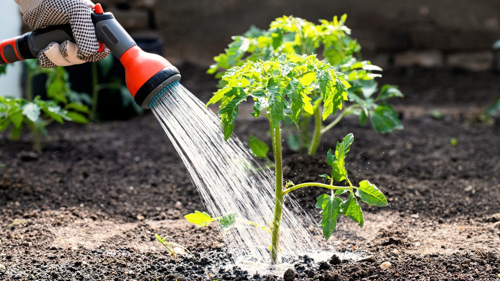 Close-up of a gardener’s gloved hand watering the base of a young tomato plant with green serrated leaves using a hose and spray nozzle.