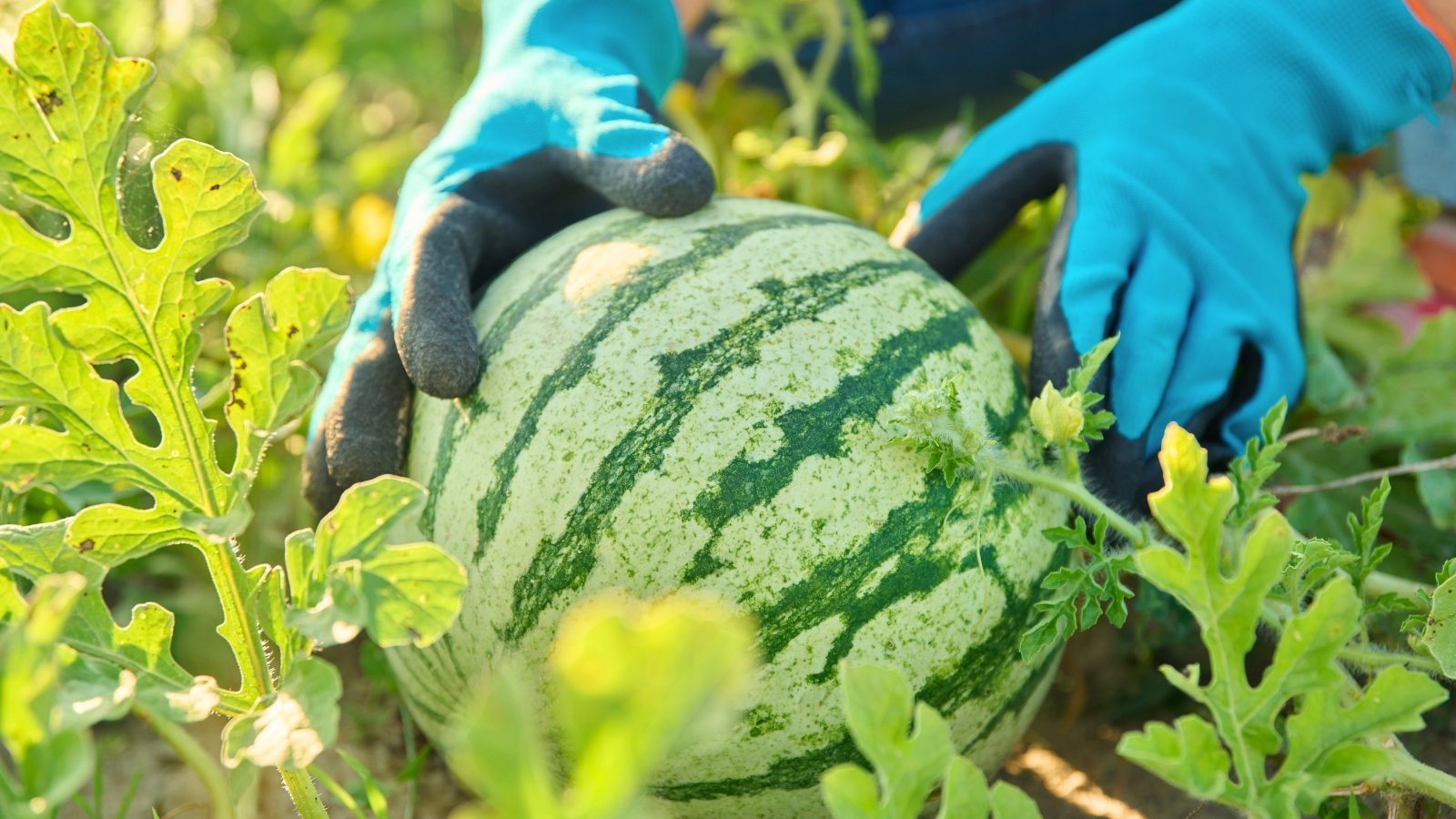 Man’s blue-gloved hands hold a large striped watermelon fruit amid broad, lobed leaves.