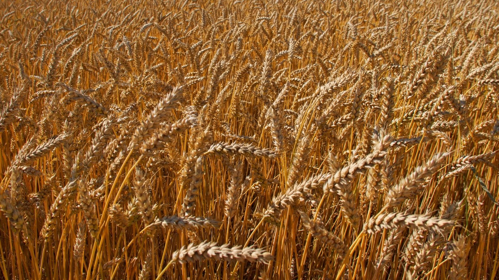 Golden seedheads shimmer in the sunlight, rising above long stems, showing ripening grains with a textured, bristly surface.