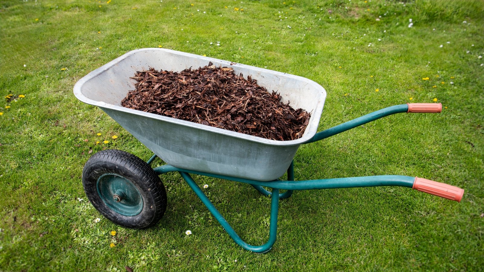 A wheelbarrow filled with dark, crumbly leaf mold mulch sits on the green lawn.