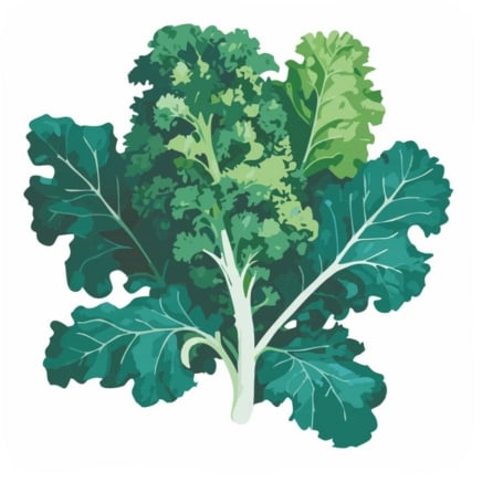White Russian Kale