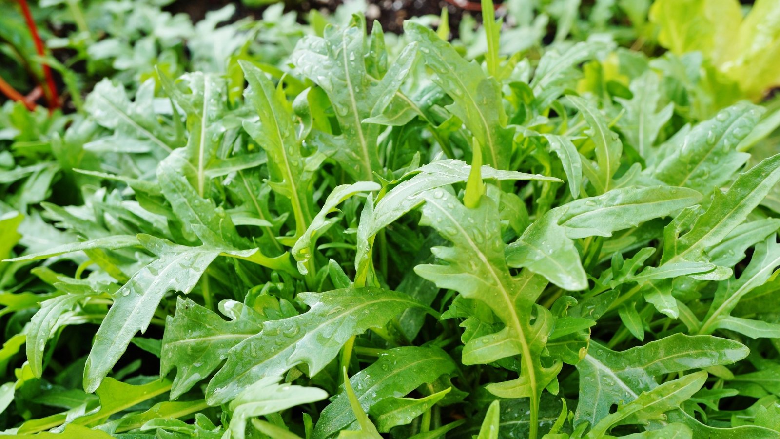 Dense clusters of bright green, lobed arugula leaves growing upright in a garden bed.