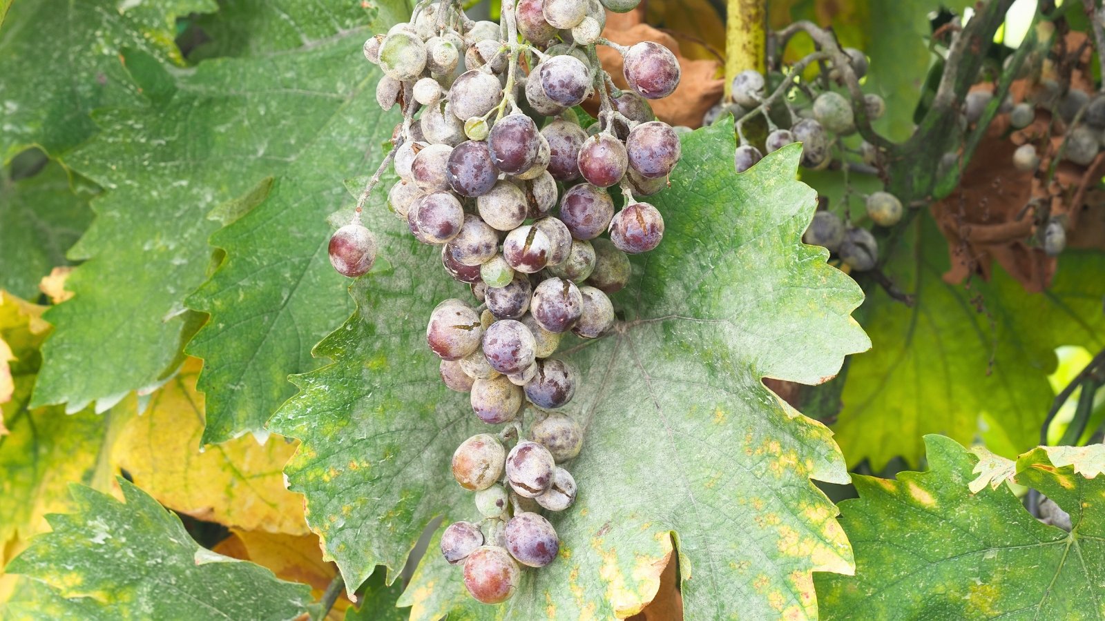 Grape vine with broad green leaves and long hanging clusters of purple grapes, both covered in a grey-white powdery coating.
