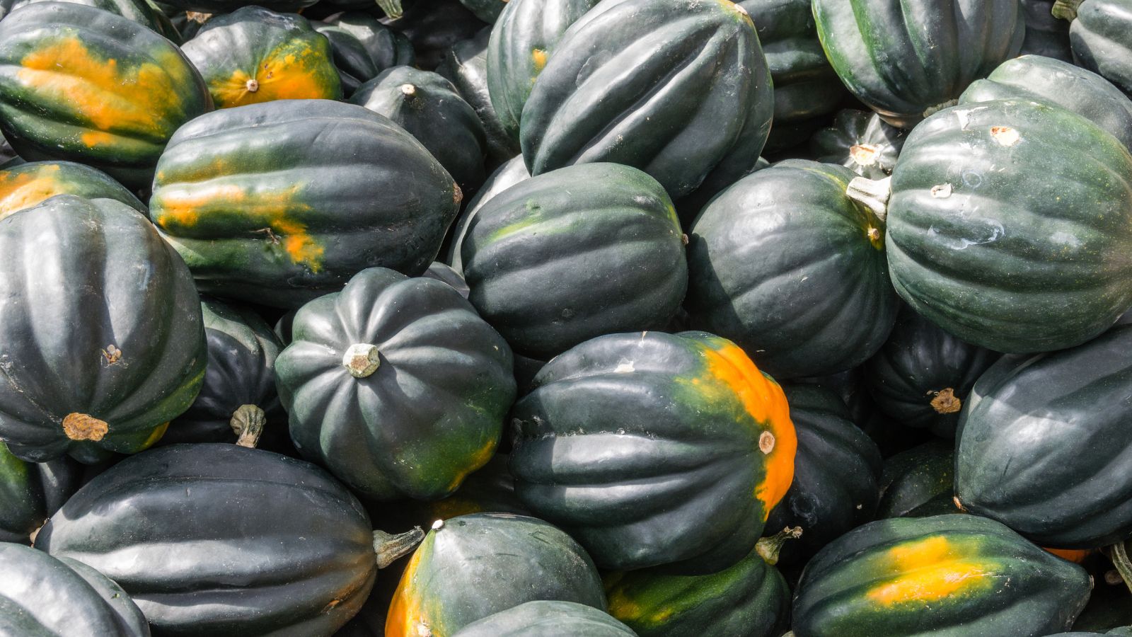 A close-up shot of a pile of harvested Winter Squash variety called ‘Table King’, showcasing its dark-green and ribbed skin with orange-yellow splotches