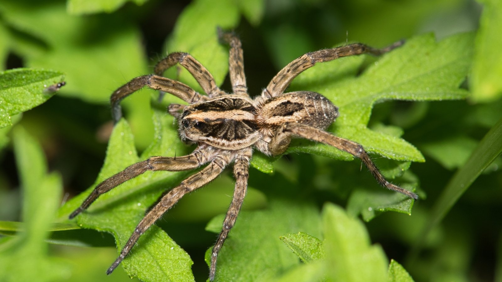 A wolf spider with a hairy brown body and long legs crawls across overlapping green leaves in the garden.