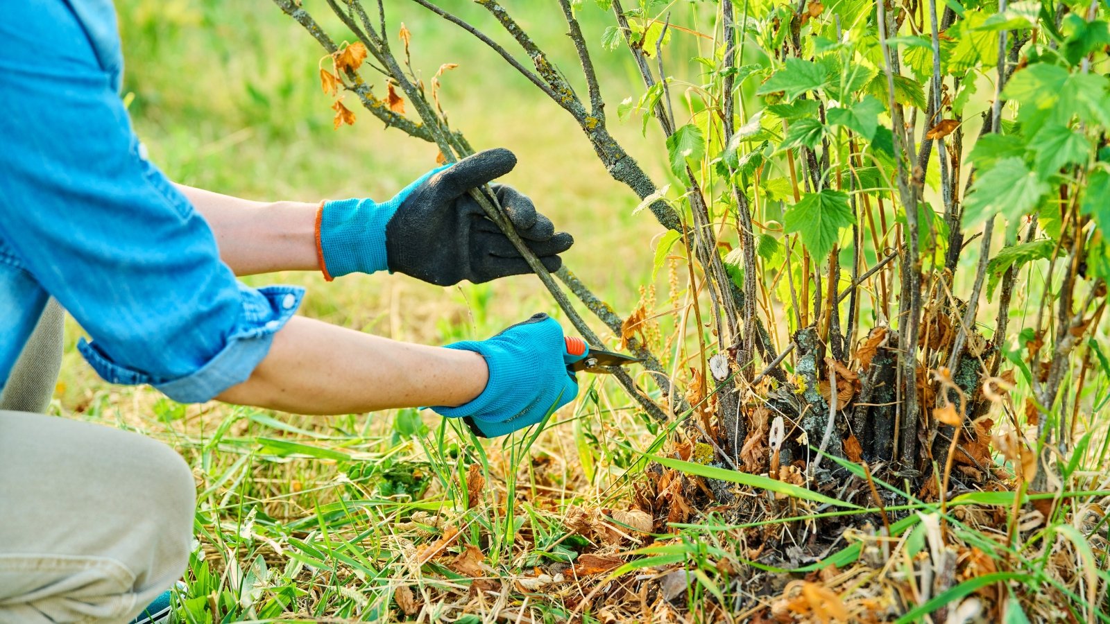 A woman in blue gloves with pruning shears trims dry branches from a black currant bush with dense green leaves and woody stems.