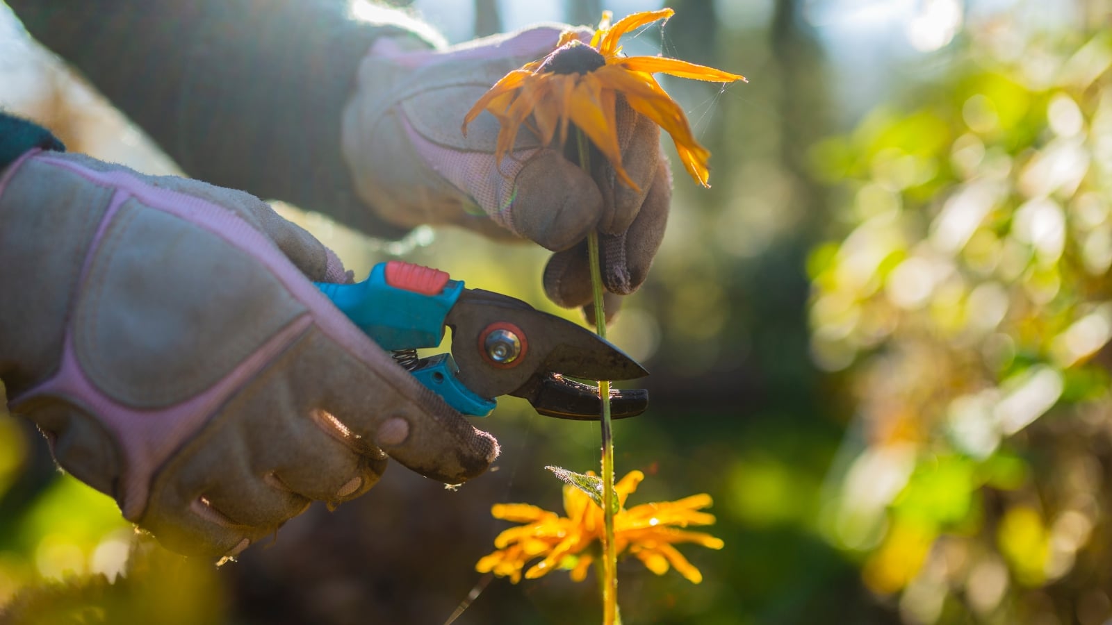 Woman’s gloved hands cutting faded Rudbeckia flowers with blue pruning shears above green leafy stems.