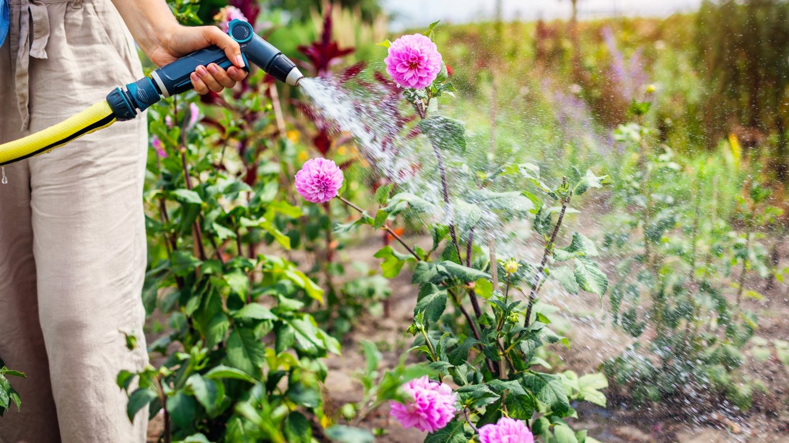 A female gardener waters brightly blooming pink dahlias with large, lush flowers on tall stems covered with dark green, serrated foliage in the garden.