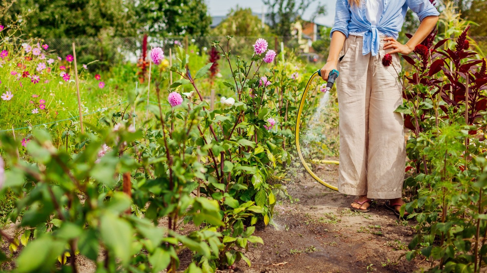 A female gardener uses a hose to water tall flowering plants with large pink-purple flowers and lush green foliage in the garden.