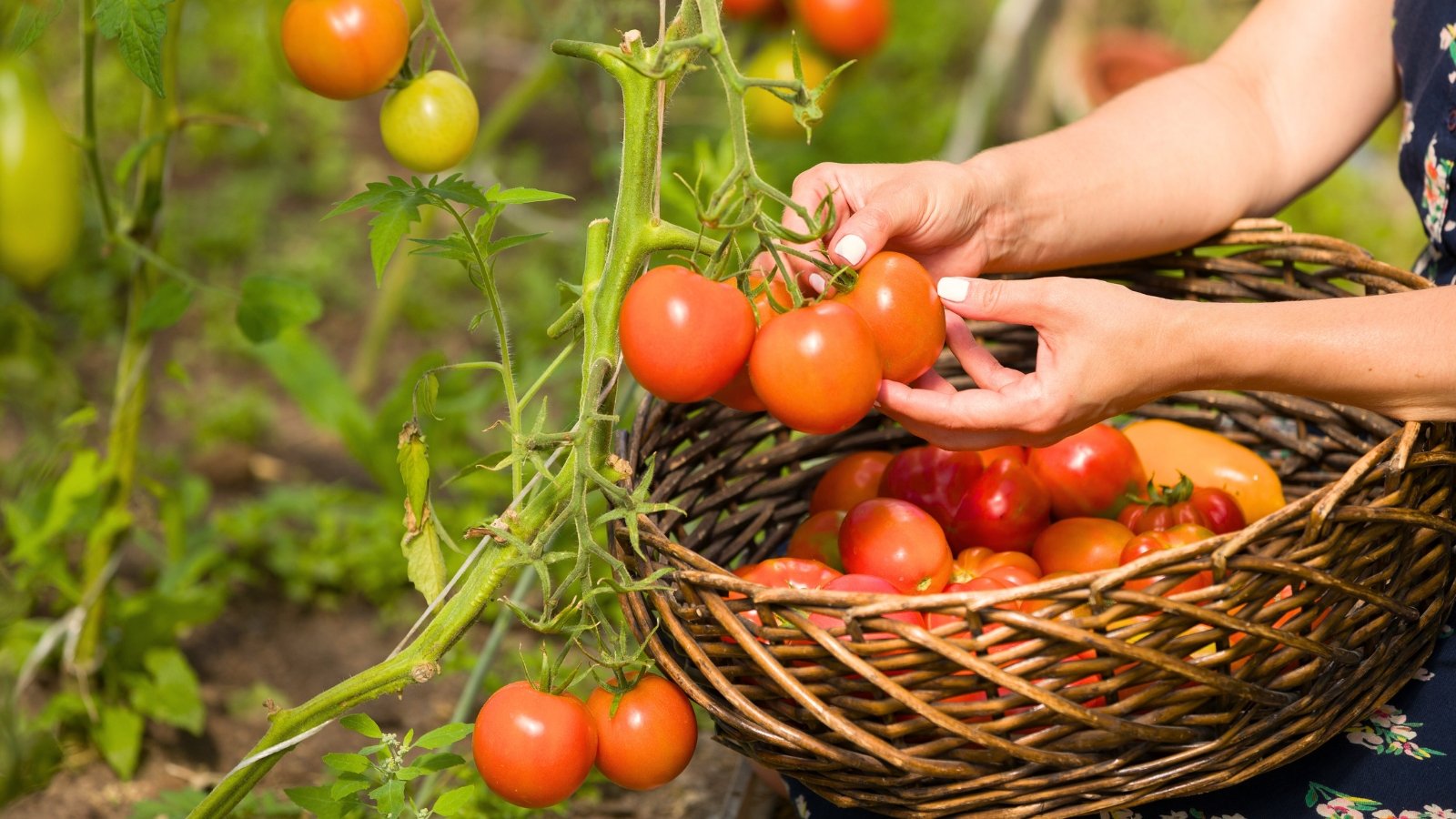 Woman gathers clusters of bright orange-red round tomatoes from leafy, sprawling vines.