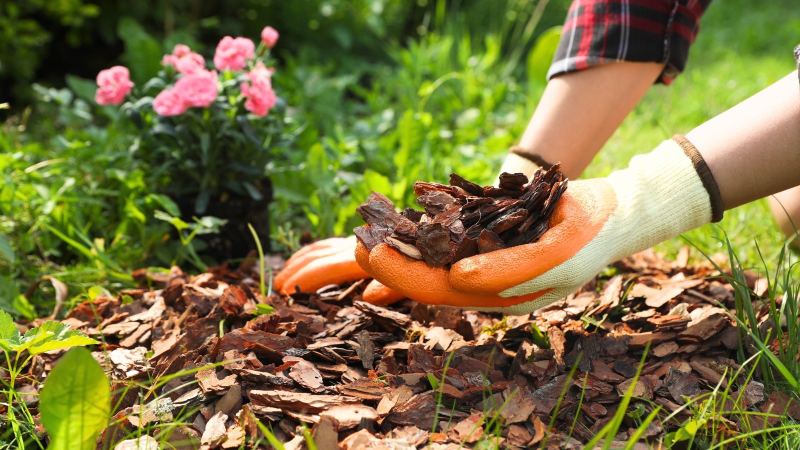 Close-up of woman's hands in white and orange gloves mulching a flower bed with bark chips.