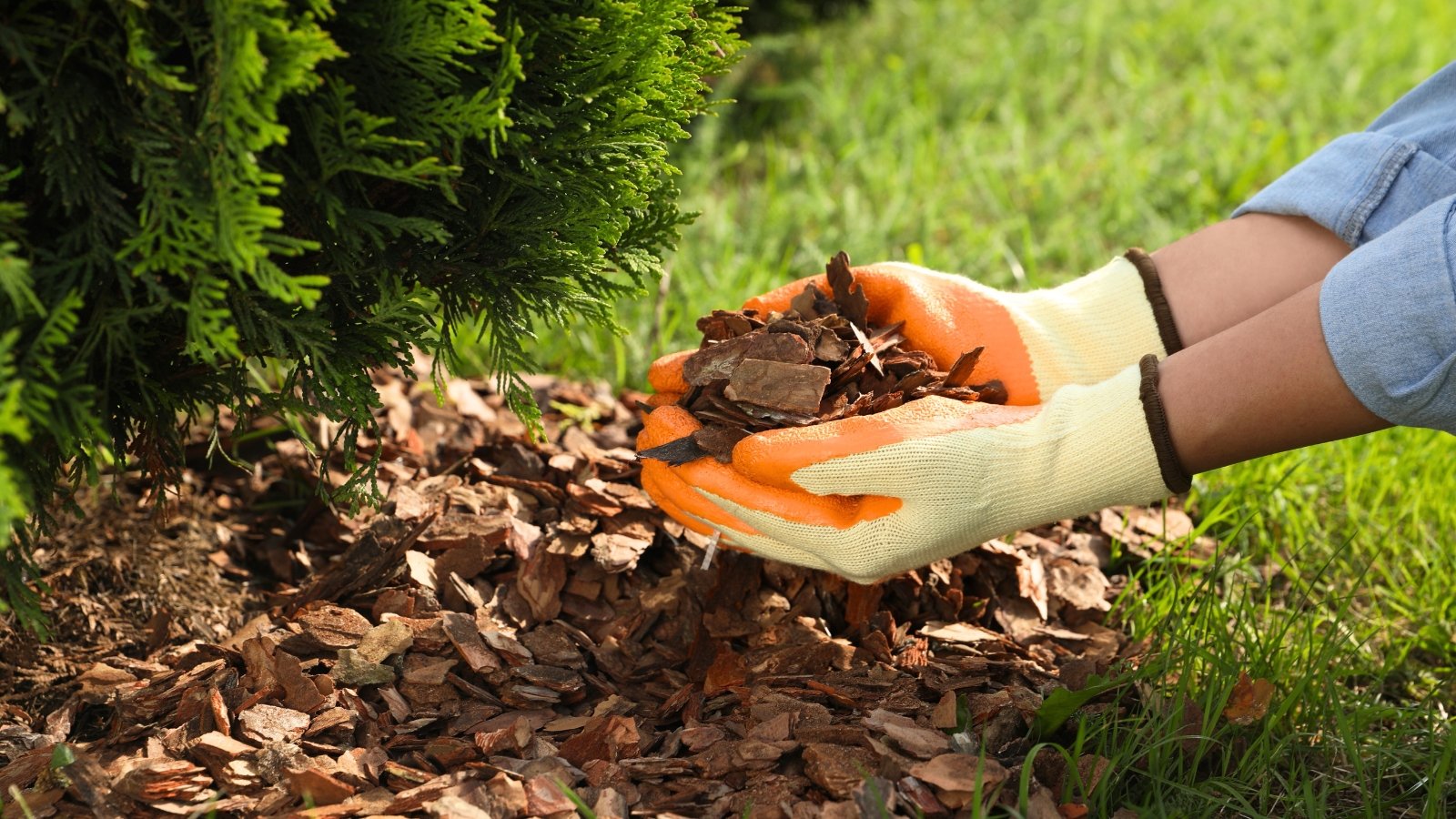 Close-up of female hands in beige and orange gloves mulching soil under thuja trees with bark chips.
