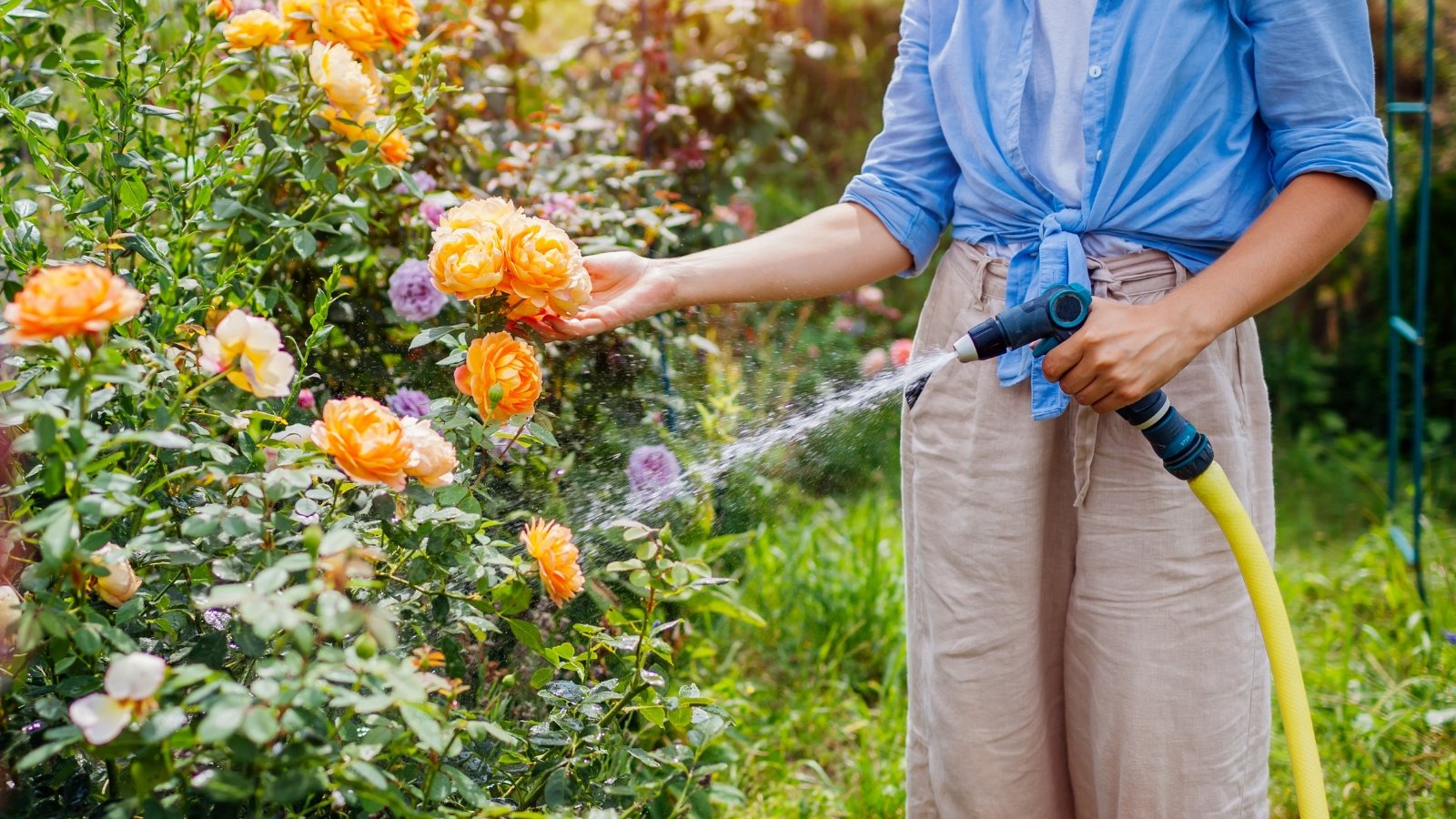 A woman with a hose waters lush flowering rose bushes with large orange and soft purple flowers in a sunny garden.