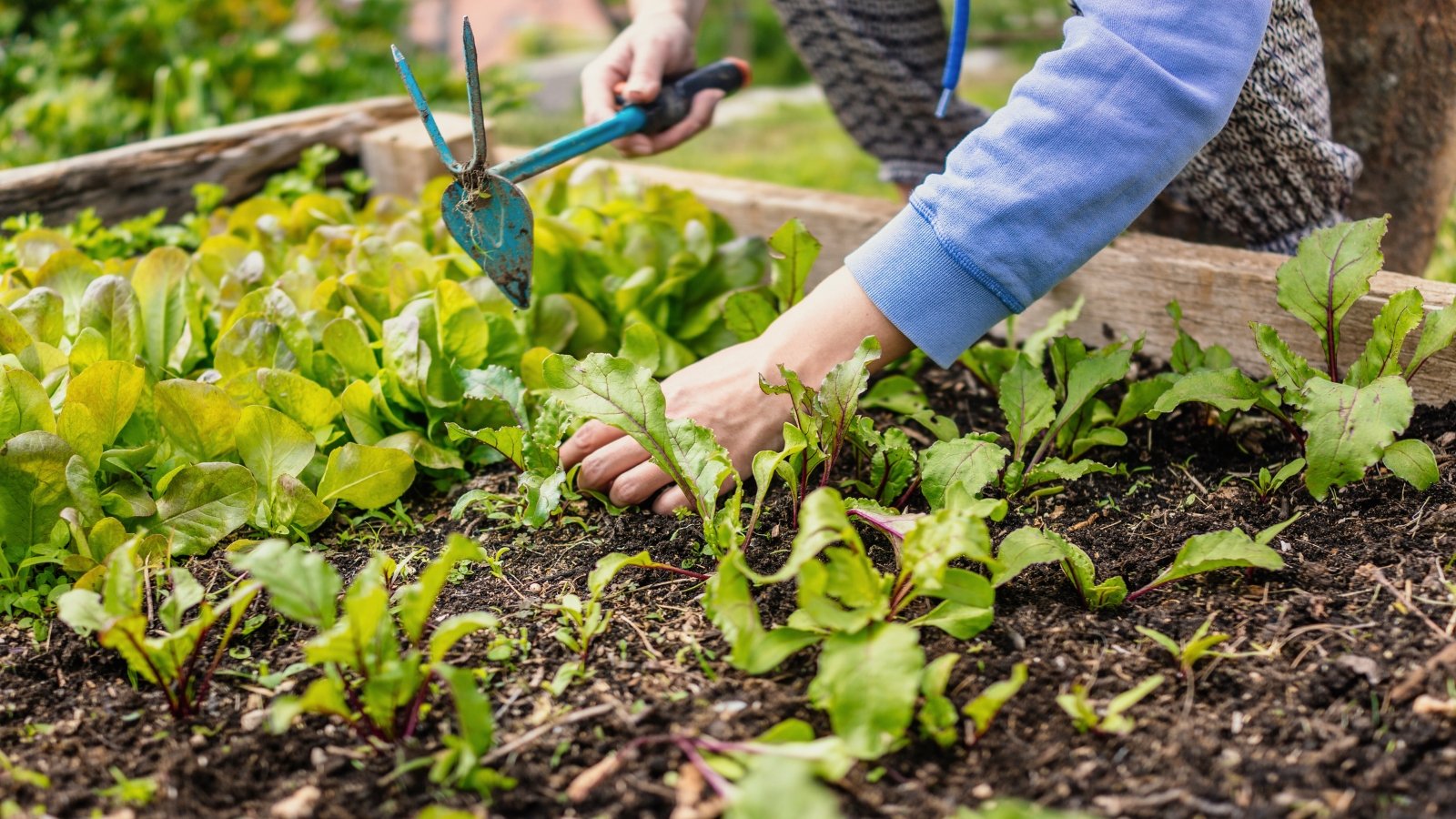 Close-up of female hands using a gardening tool to remove weeds among young beetroot and lettuce seedlings in a raised bed.
