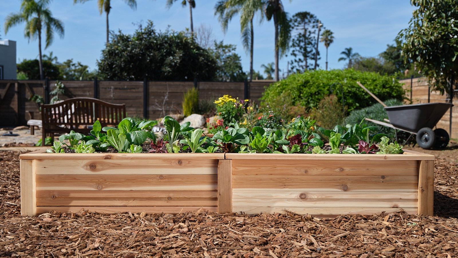 A long wooden raised bed with various young lettuces and bok choy in a sunny garden.