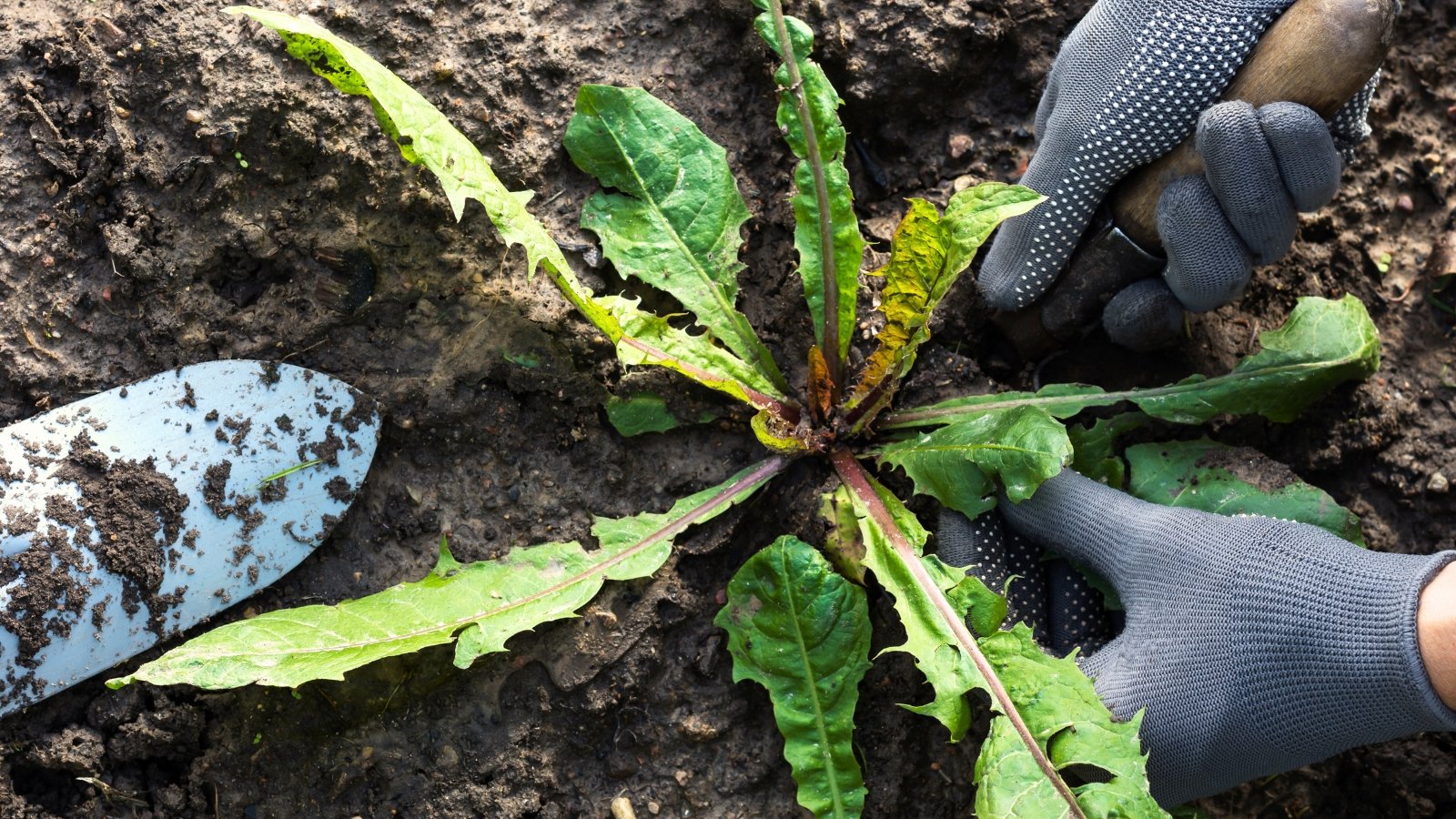 Worker’s hands in gray gloves use a garden trowel to dig out a dandelion weed from the soil.
