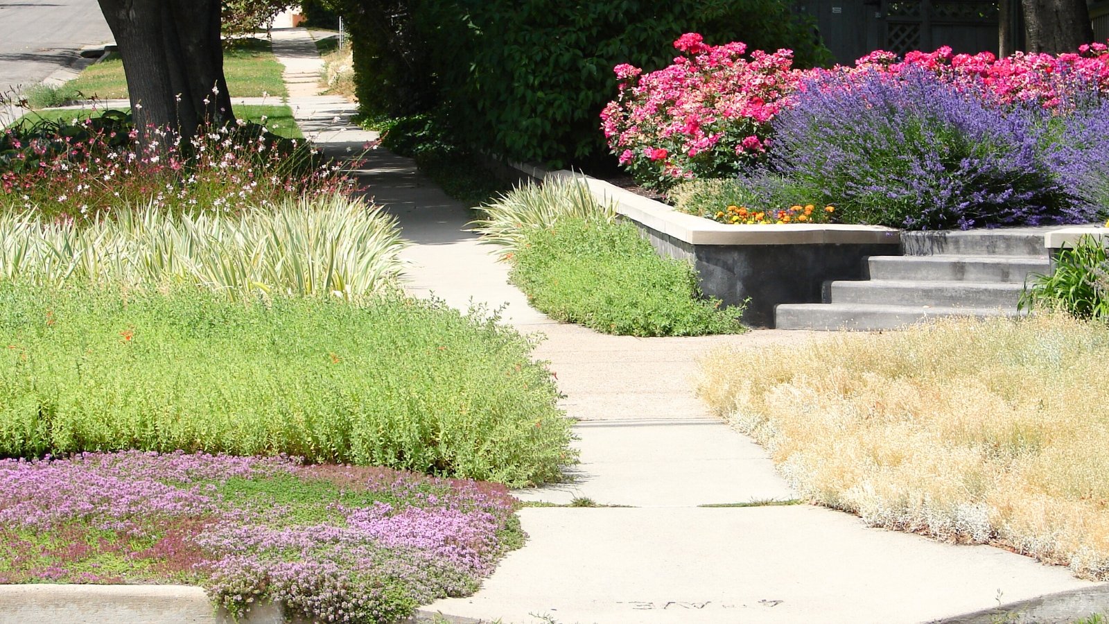 Stunning xeriscape landscape with flowering lavender bushes, lush roses bushes with dense pink inflorescences, snow in summer plants, zauschneria, variegated iris and creeping thyme.