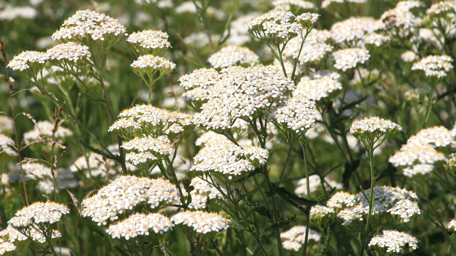 Clusters of small, tightly packed white flowers atop slender stems with feathery, fern-like green leaves.