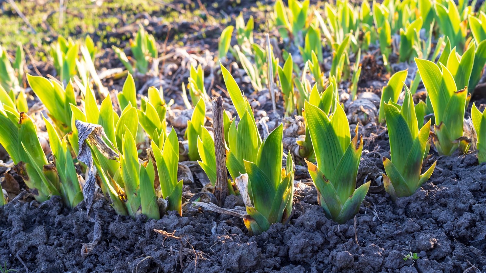 Bright green iris shoots with narrow, upright, ribbon-like leaves emerging from loose brown spring garden soil.