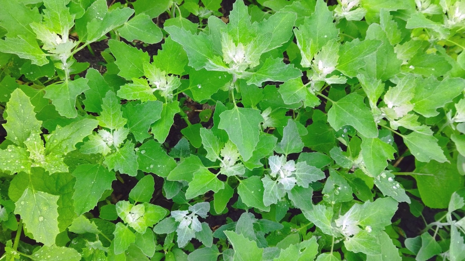 Young quinoa plants with bright green, broad leaves and emerging slender stems in early spring growth.