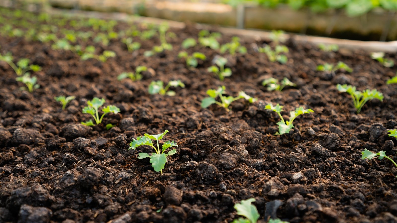 Close-up of young seedlings with oval, slightly serrated, pale green leaves growing in a bed of dark brown, slightly damp soil.