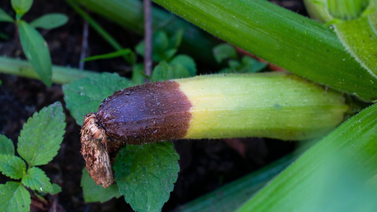 A close-up view of a young zucchini shows a dark, sunken blossom end rot patch at the tip against its glossy green skin.