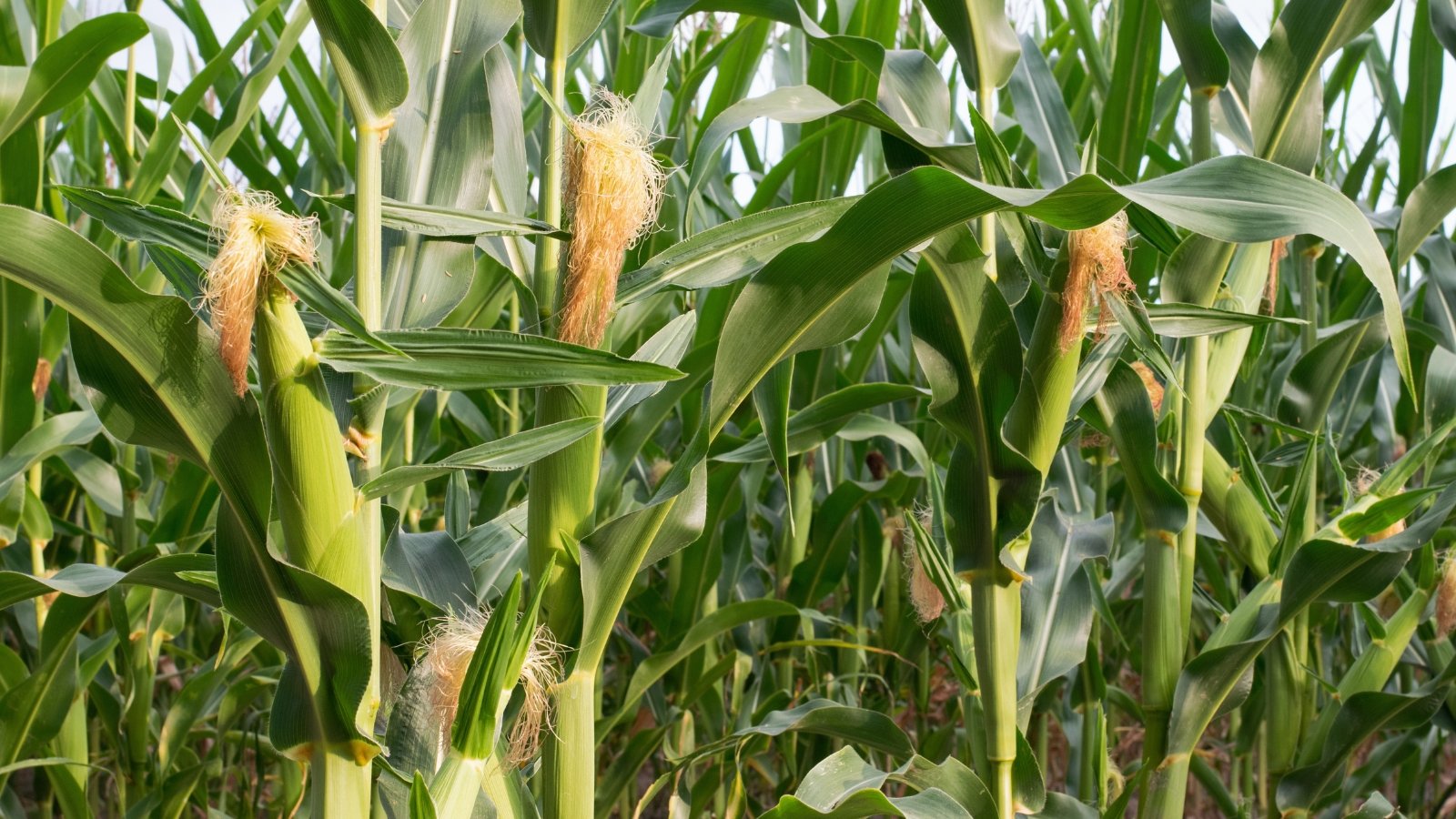 Tall, sturdy stems with long, narrow green leaves and developing tassels emerging at the top.