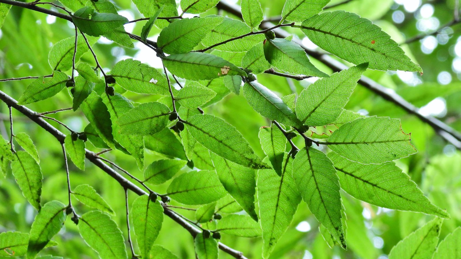 A lovely layer of green and serrated leaves of the Zelkova serrata growing on woody stems