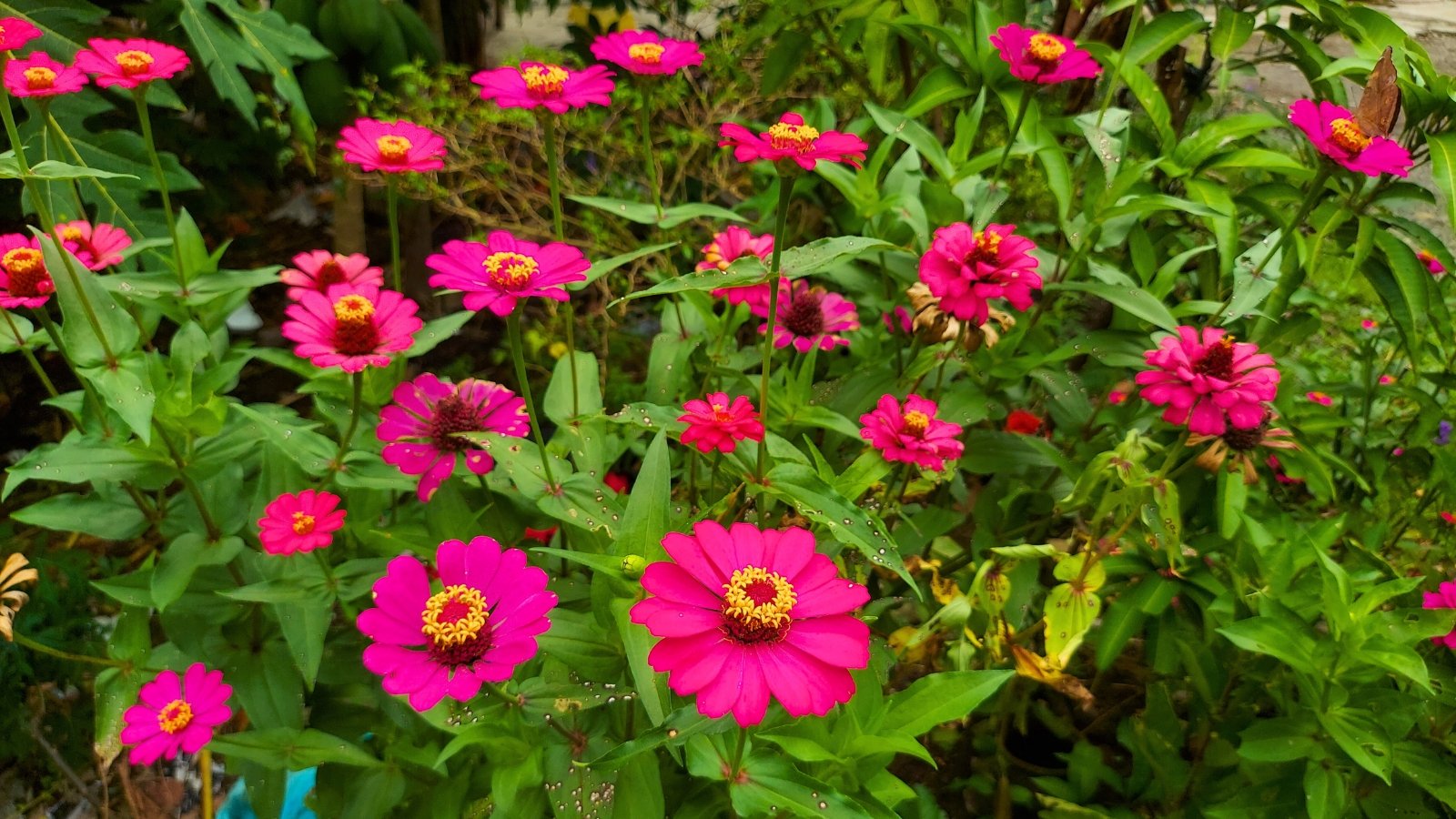 A close-up of a group of bright pink flowers with a prominent yellow central disc, surrounded by vibrant green foliage.