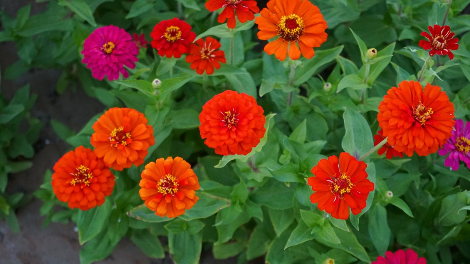 A collection of bright red, orange, and magenta flowers with dense, tiered petals and vibrant yellow-orange centers.