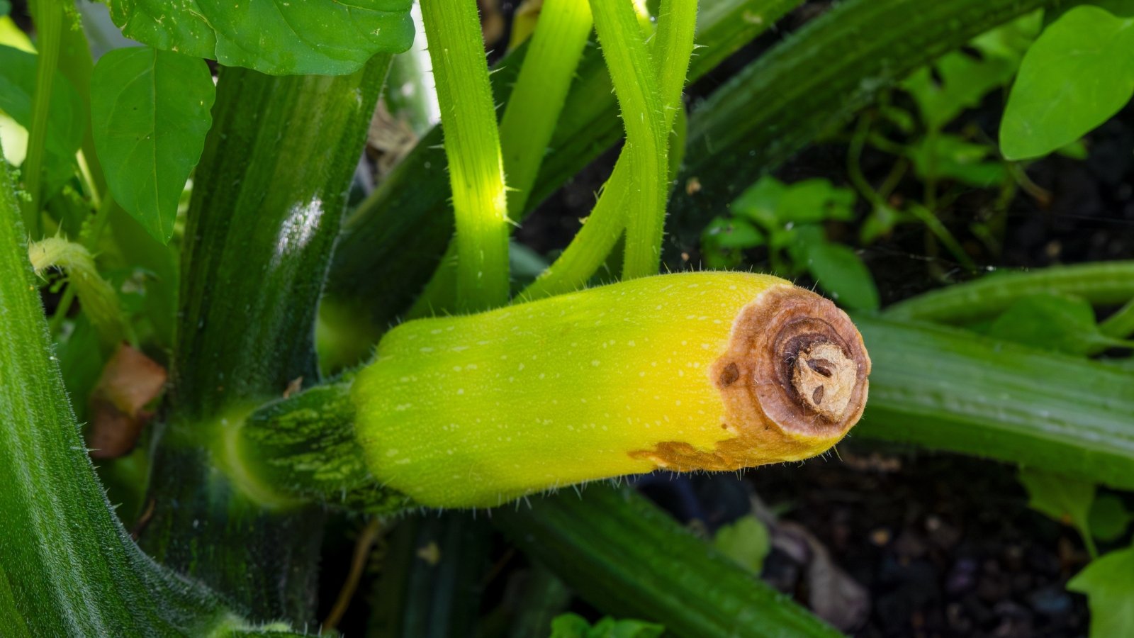 A pale green zucchini lies in the garden with a dark, decayed tip showing clear signs of rot.