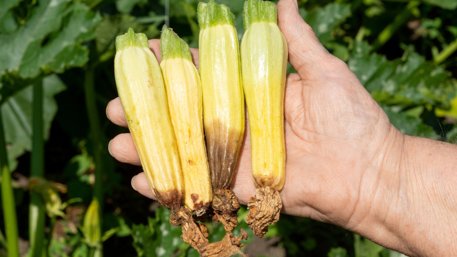A gardener holds four young, oblong-shaped zucchini plants, yellow in color with rotten brown ends, against a sunny garden backdrop.