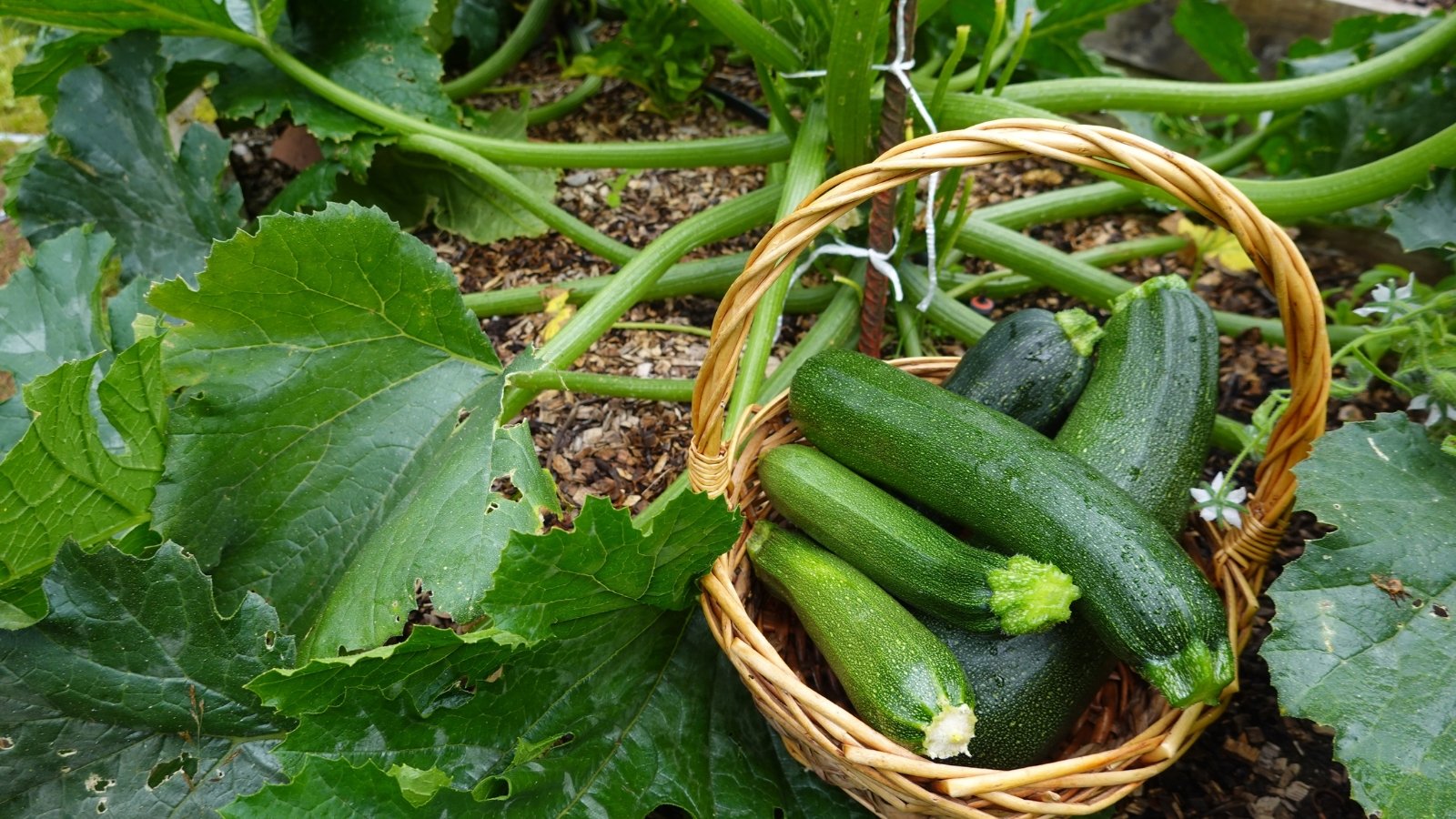 Fresh green zucchini fruits rest in a woven basket beside broad, ridged leaves of the plant.