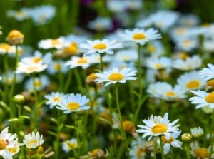 Tall green stems with narrow serrated leaves topped with white-petaled blooms and yellow centers, one of the allergy flowers to avoid in the garden.