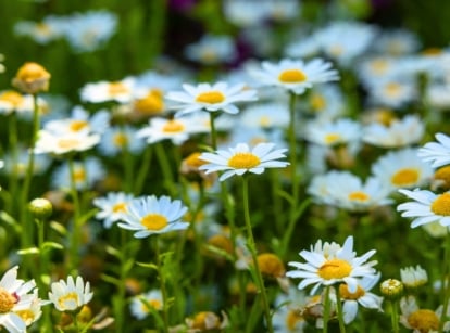 Tall green stems with narrow serrated leaves topped with white-petaled blooms and yellow centers, one of the allergy flowers to avoid in the garden.