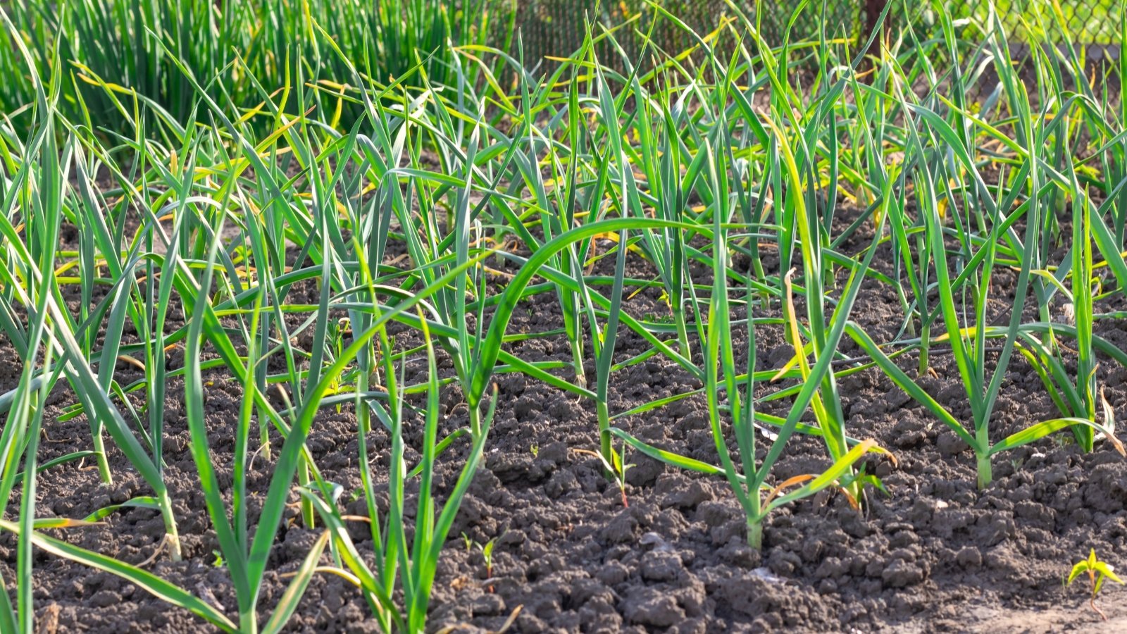 Rows of slender, upright green leaves with pointed tips emerging from the dark brown soil.